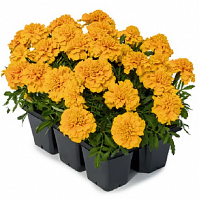 Big pack Бархатцы отклоненные (Tagetes patula F1) Super Hero Gold, 30 очищ.семян