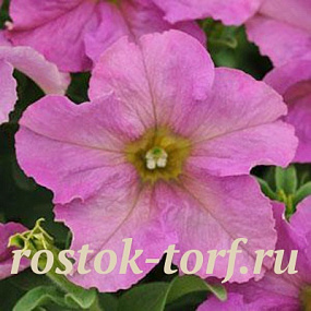 Петуния крупноцветковая (Petunia grandiflora F1) Sophistica Twilight, 5 драже