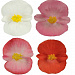 Бегония вечноцветущая Begonia semperflorens Super Cool MIX, 10 драже