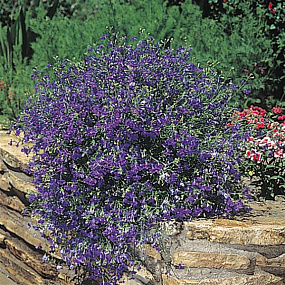 Big pack Лобелия еринус ампельная (Lobelia erinus) Regatta Midnight Blue, 50 мультидраже