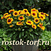Big pack  Гайллардия крупноцветковая (Gailardia grandiflora) Mesa Bright Bicolor, 30 шт очищ. семян