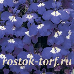 Big pack Лобелия еринус (Lobelia erinus) Riviera Blue Eyes, 50 мультидраже