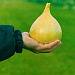 Big pack Лук репчатый Эксибишен, 1 гр обработ. семян (~250 шт)