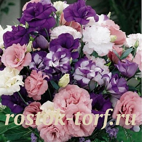 Эустома(Лизиантус) махровая (Eustoma grandiflorum) Super Magic MIX, 5 драже