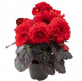 Бегония клубневая (Begonia tuberhybrida) Nonstop Mocca Deep Red, 5 драже
