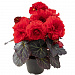 Бегония клубневая (Begonia tuberhybrida) Nonstop Mocca Deep Red, 5 драже
