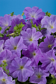 Петуния многоцветковая (Petunia hybrida F1 multiflora) Celebrity Sky Blue, 10шт драже