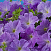 Петуния многоцветковая (Petunia hybrida F1 multiflora) Celebrity Sky Blue, 10шт драже
