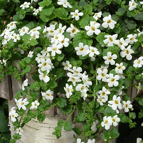 Бакопа сердцелистная (Bacopa cordata) Snowtopia®, 3 мультидраже