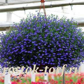 Big pack Лобелия еринус ампельная (Lobelia erinus) Regatta Midnight Blue, 50 мультидраже
