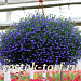 Big pack Лобелия еринус ампельная (Lobelia erinus) Regatta Midnight Blue, 50 мультидраже