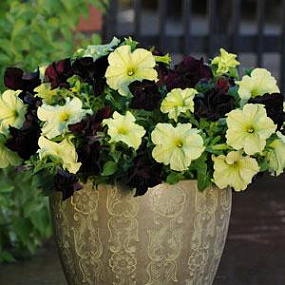 Петуния многоцветковая (Petunia hybrida F1 multiflora) Debonair Black Cherry, 5 драже
