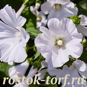 Лаватера трехмесячная (Lavatera trimestris) Mont Blanc, 5 шт. семян