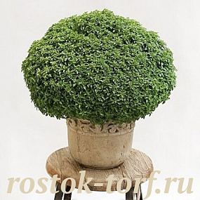 Базилик Компатто, 0,2гр семян (~150-160 семян)