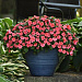 Бальзамин Уоллера (Impatiens walleriana F1) Beacon® Coral, 5 шт