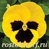 Виола виттрока (Viola wittrockiana) Mammoth™ Queen Yellow Bee, 5 шт семян