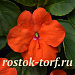 Бальзамин Уоллера (Impatiens walleriana F1) Beacon® Orange, 5 шт.