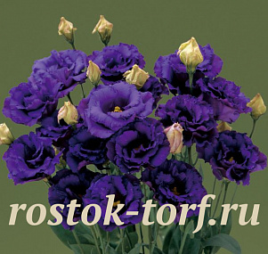 Эустома(Лизиантус) махровая (Eustoma grandiflorum) Corelli Blue, 5 драже