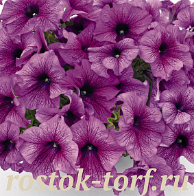 Big pack Петуния крупноцветковая (Petunia grandiflora F1) Success! 360° Purple Vein, 30 драже