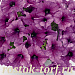 Big pack Петуния крупноцветковая (Petunia grandiflora F1) Success! 360° Purple Vein, 30 драже