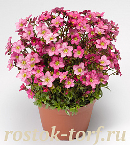 Big pack Камнеломка арендса (Saxifraga arendsii Highlander) Red, 30 драже