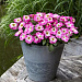 Петуния ампельная (Petunia trayling F1) E3 Easy Wave™ Rose Morn, 5 драже