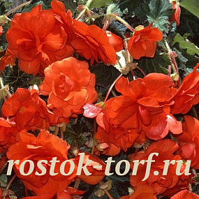Бегония клубневая каскадная (Begonia tuberosa) Sun Dancer Scarlet Orange, 3 драже