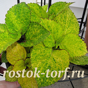 Колеус гибридный (Coleus hybrida) Wizard Pineapple, 10 семян