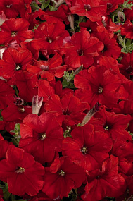 Петуния многоцветковая (Petunia hybrida F1 multiflora) Celebrity Red, 10 драже