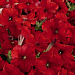 Петуния многоцветковая (Petunia hybrida F1 multiflora) Celebrity Red, 10 драже