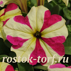 Петуния крупноцветковая (Petunia grandiflora F1) Sophistica Lime Bicolour, 5 драже