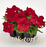 Петуния крупноцветковая (Petunia grandiflora F1) Success! 360° Red, 5 драже