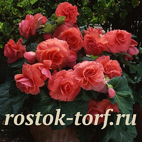 Бегония клубневая (Begonia tuberosa) Amerihybrid Ruffled Coral Salmon, 3 драже