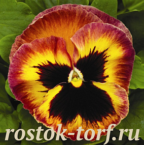Big pack Виола виттрока (Viola wittrockiana) Mammoth™ Sangria Punch, 30 семян