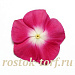 Катарантус розовый (Vinca rosea) Pacifica – Xp Burgundy Halo Xp, 10 семян
