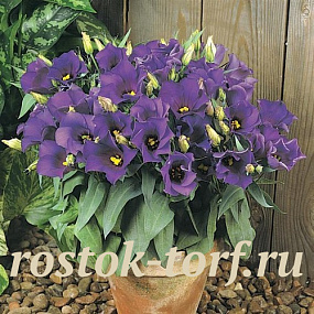 Эустома(Лизиантус) (Eustoma grandiflorum) Florida Blue, 5 драже