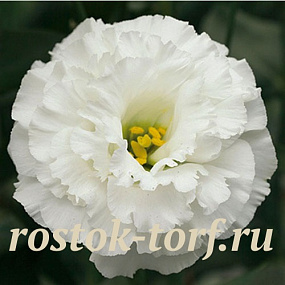 Эустома(Лизиантус) махровая (Eustoma grandiflorum) Corelli White, 5 драже
