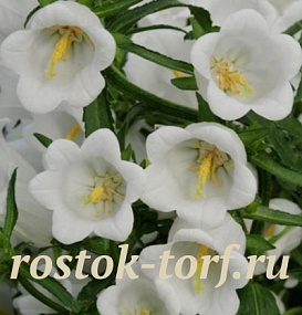 Колокольчик средний (Campanula medium) Campana White , 5 драже