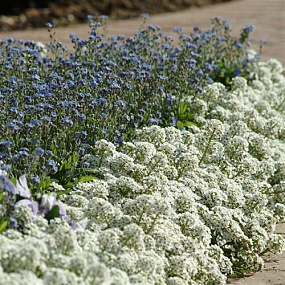 Алиссум морской (Lobularia maritima) Clear Crystal White, 3 мультидраже
