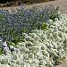 Алиссум морской (Lobularia maritima) Clear Crystal White, 3 мультидраже