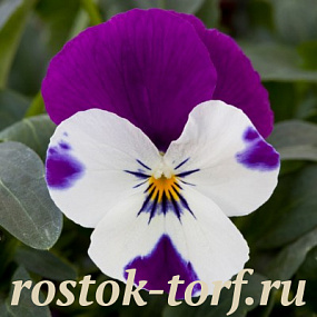 Виола виттрока (Viola wittrockiana F1) Freefall Purple & White, 5 семян 