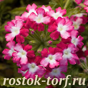 Вербена гибридная(Verbena hybrida) Obsession Twister Red, 5 семян