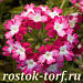Вербена гибридная(Verbena hybrida) Obsession Twister Red, 5 семян