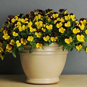 Виола ампельная (Viola trailing F1) Cool Wave Sunshine 'N Wine, 3 шт семян