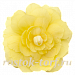 Бегония Begonia tuberhybrida Illumination® Lemon, 3 драже