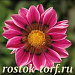 Гацания жестковатая (Gazania rigens F1) Kiss Rose, 5 семян
