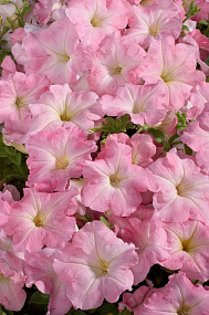 Петуния многоцветковая (Petunia hybrida F1 multiflora) Celebrity Chiffon Morn, 10 драже