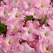 Петуния многоцветковая (Petunia hybrida F1 multiflora) Celebrity Chiffon Morn, 10 драже