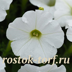 Петуния ампельная мелкоцветковая (Petunia trayling F1) Shock Wave White , 5 драже