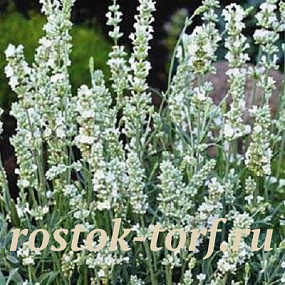 Лаванда узколистная(Lavandula angustifolia) Angustifolia Ellagance Snow, 10 семян